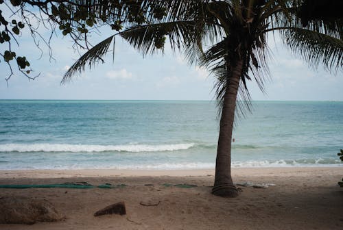 Palm Tree on Beach Shore