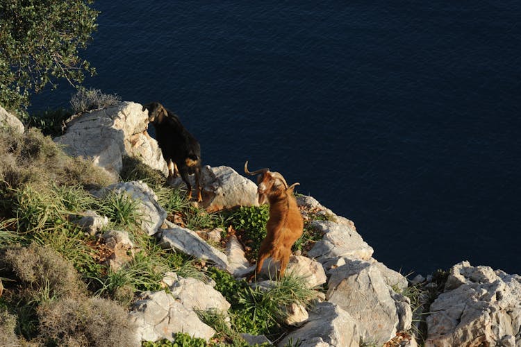 Goats On Rocky Cliff