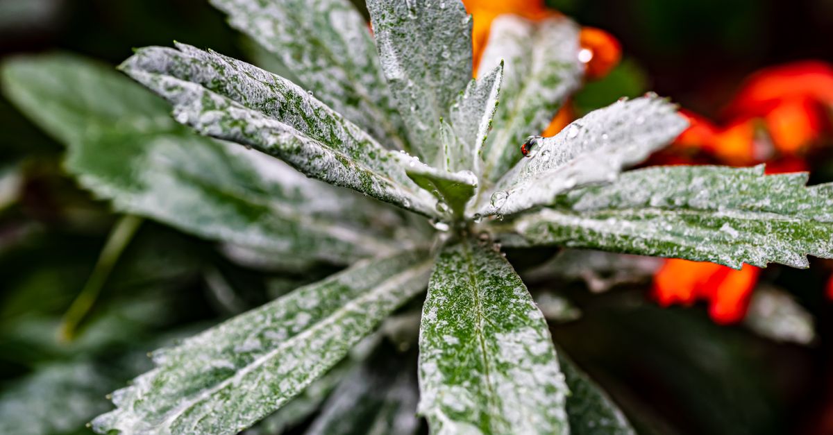 Close-up de uma planta verde coberta de gelo com flores laranja no inverno.