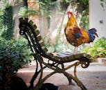Close-up Photography of Orange Rooster on Brown Wooden Bench