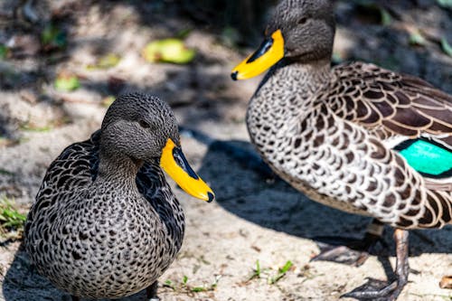 Foto profissional grátis de animais, aves aquáticas, bicos