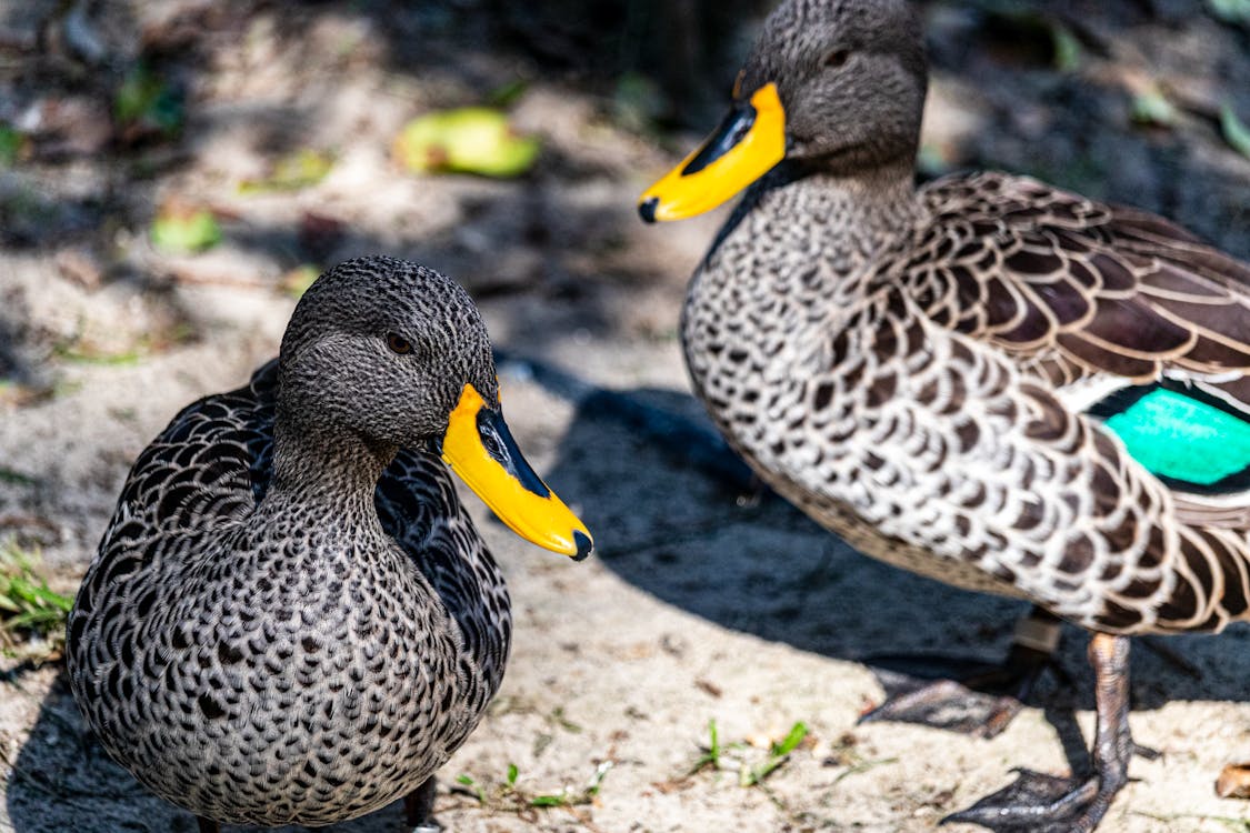 Free Ducks with Yellow Beaks Stock Photo