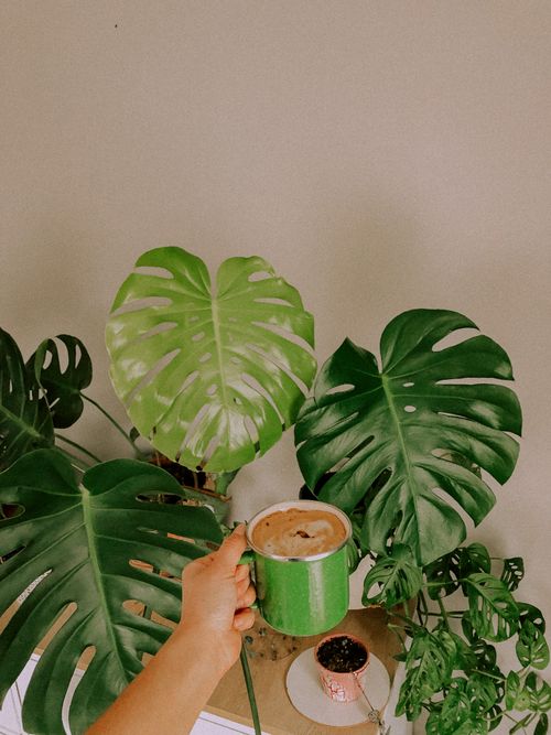 Free A close-up shot of a hand holding a green coffee mug surrounded by lush Swiss cheese plants indoors. Stock Photo