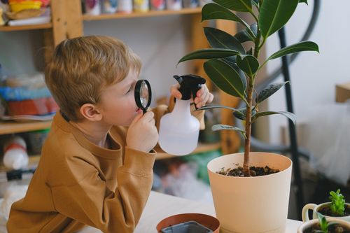 Free Young boy investigates a potted plant using a magnifying glass and spray bottle indoors. Stock Photo