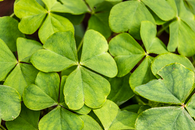 Free stock photo of bright, clover, color