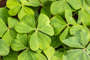 Green Leaves of a Clover Plant