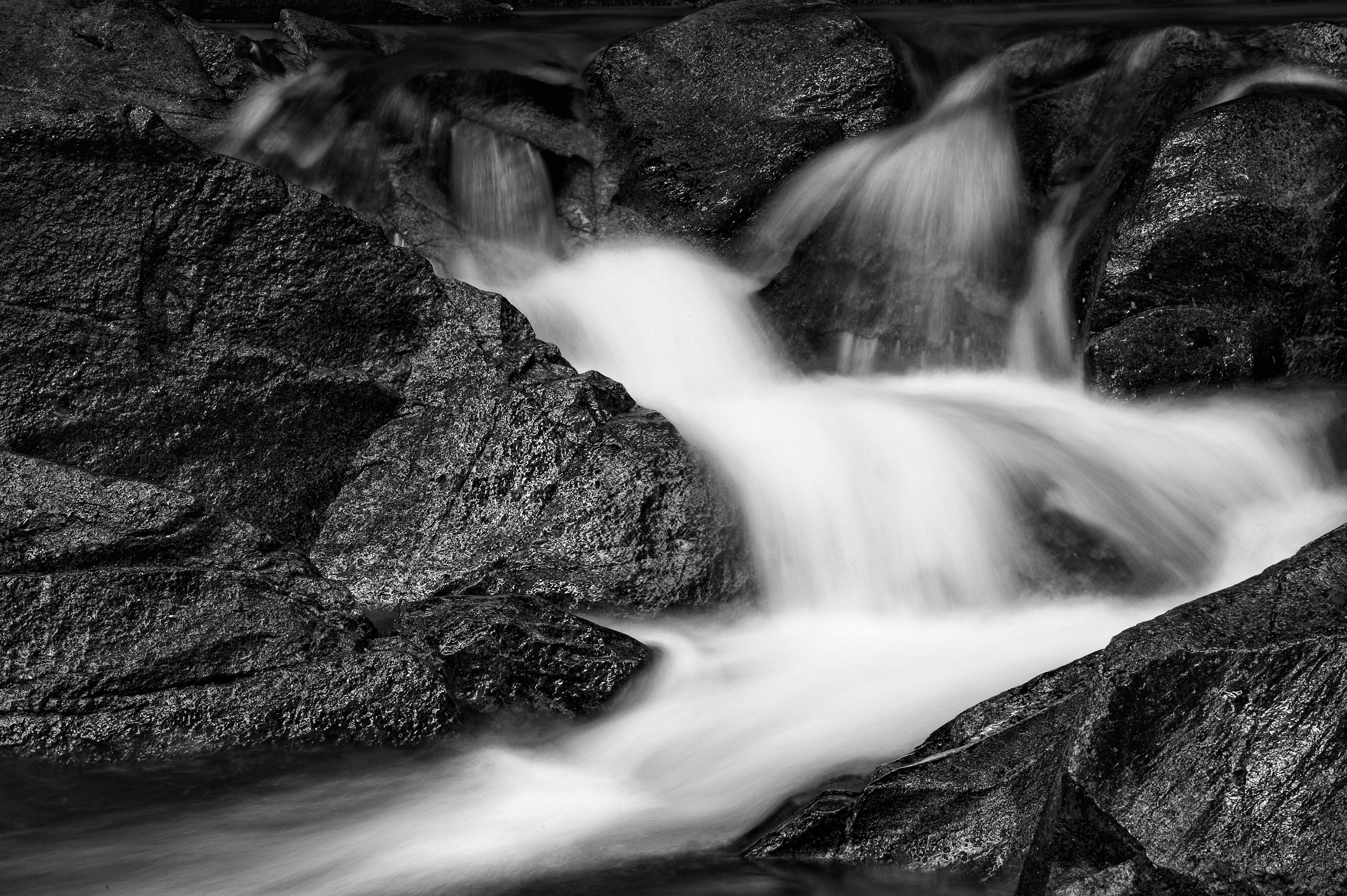 Free stock photo of black and white, black andwhite, black forest