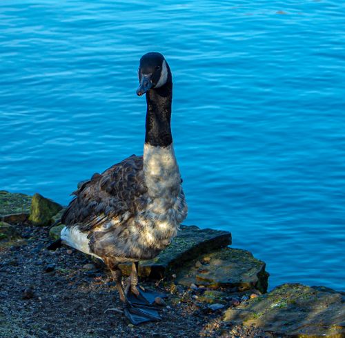 Free Goosy, Goosy, Gander Stock Photo