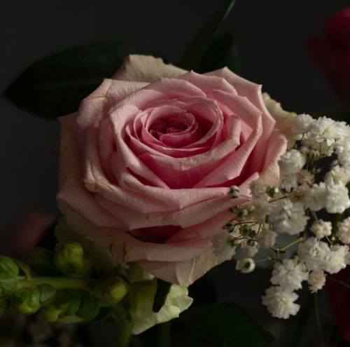 Free Valentines Rose Stock Photo