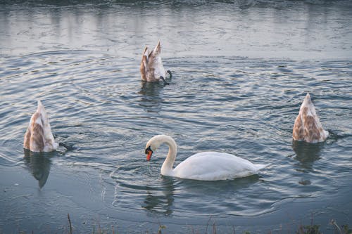 Swans Swimming in Water