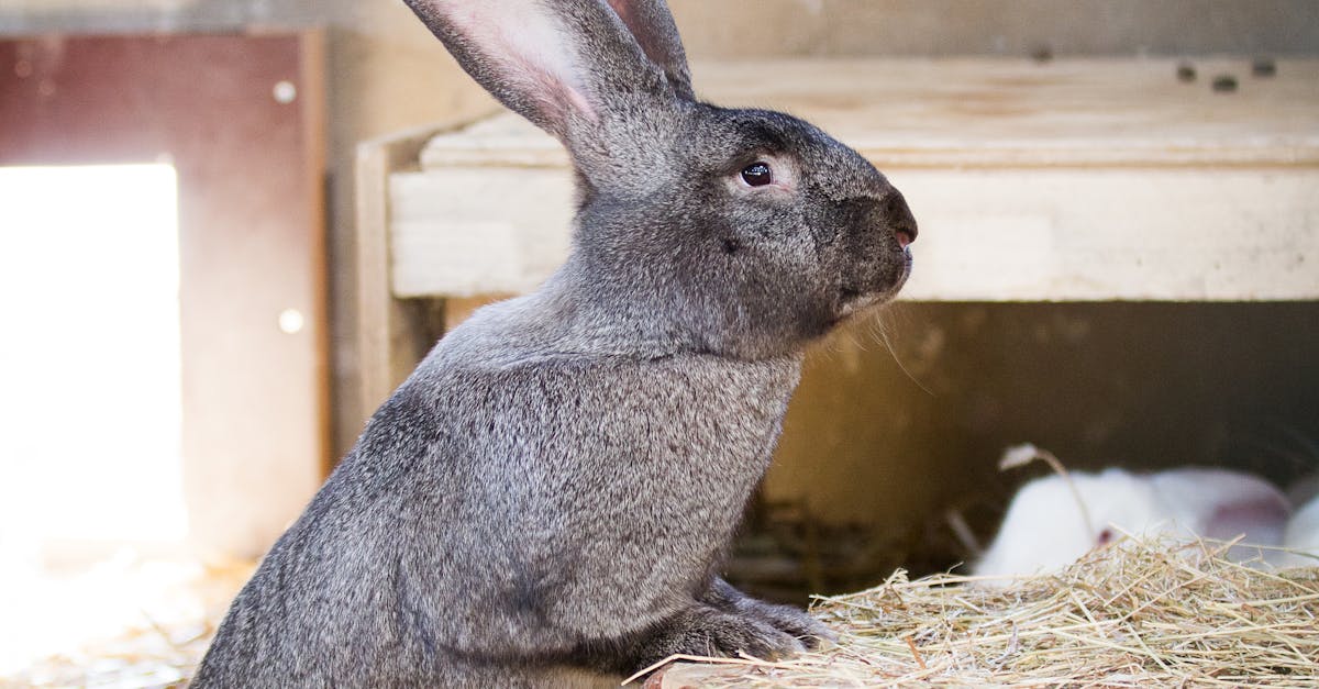 Gray Giant Rabbit near the Tree Stump · Free Stock Photo