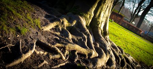 Free Roots of life Stock Photo