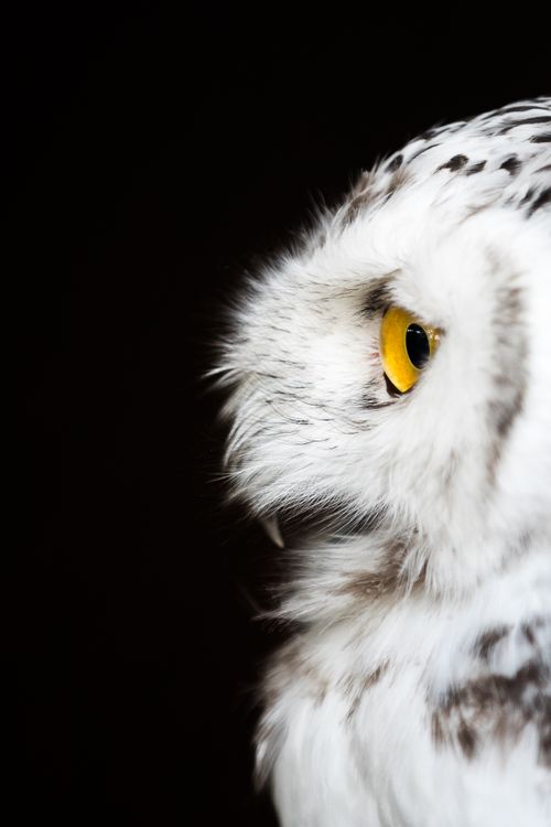 Free Detailed side view of a snowy owl with yellow eyes against a dark background. Stock Photo