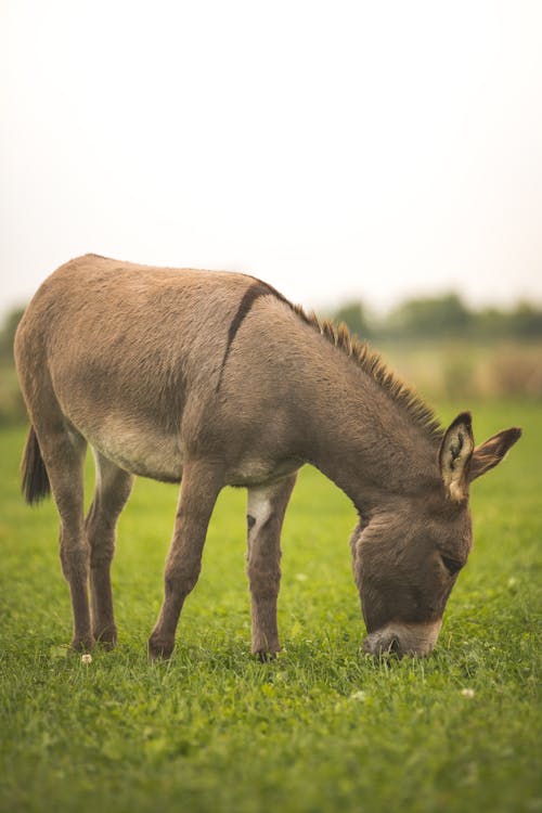 Foto profissional grátis de alimentação, asno, cotentina