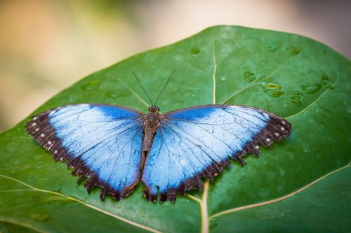Free Close-up of a Blue Morpho butterfly resting on a dew-covered green leaf. Stock Photo