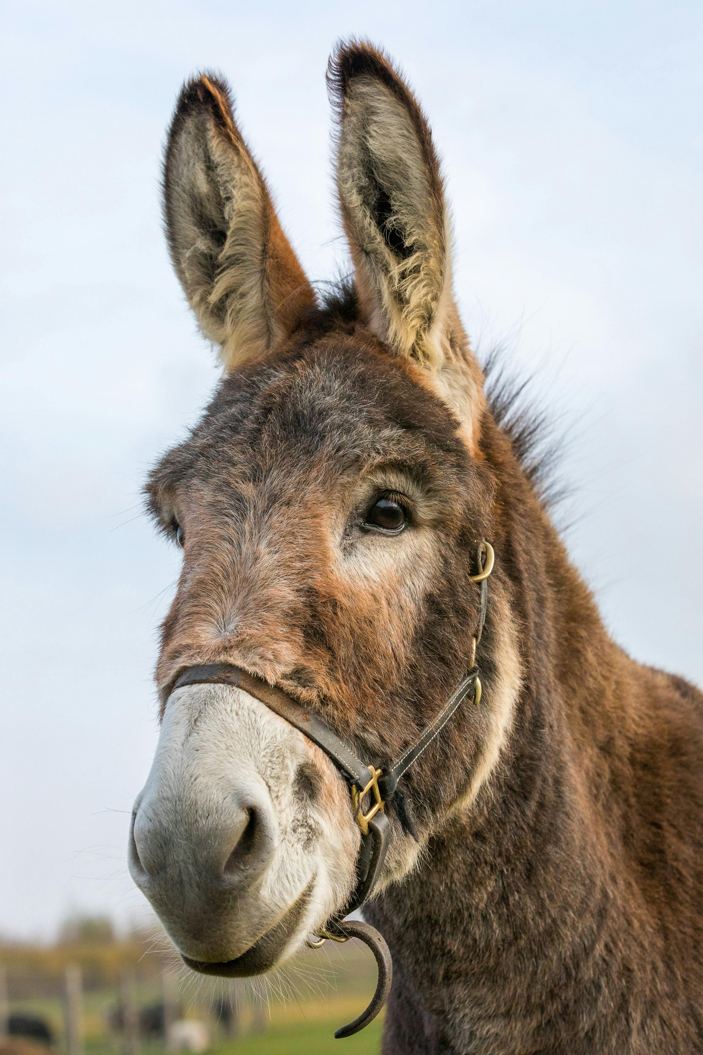 100  Best Donkey Photos · 100% Free Download · Pexels Stock Photos