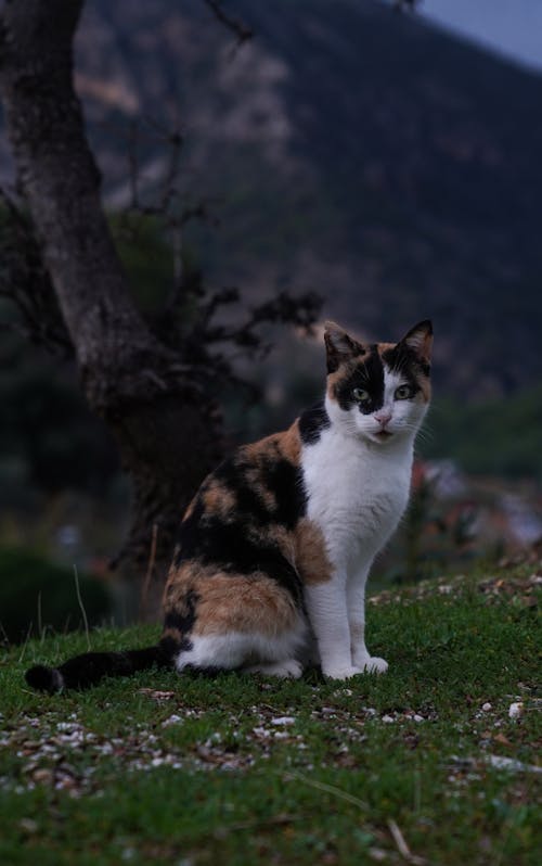 Безкоштовне стокове фото на тему «білий і коричневий кіт, вертикальні постріл, впритул»