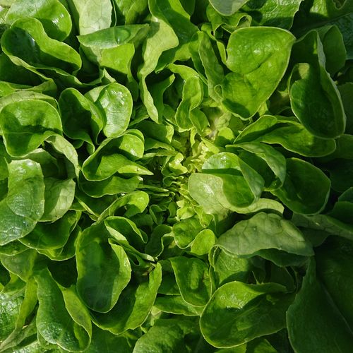 Free Vibrant close-up photograph showcasing fresh leafy green lettuce, emphasizing its organic and healthy nature. Stock Photo