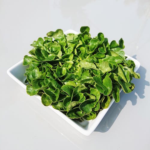 Kostenloses Stock Foto zu frisch, grün, grüner salat
