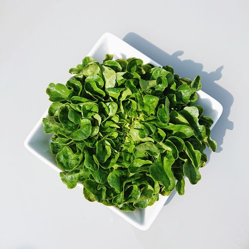 Free Top view of fresh organic lettuce in a white square bowl against a light background. Stock Photo