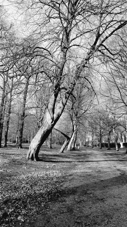 Grayscale Photo of Leafless Trees