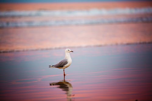 Selective Focus Photography of Ring-billed Gull on Shore