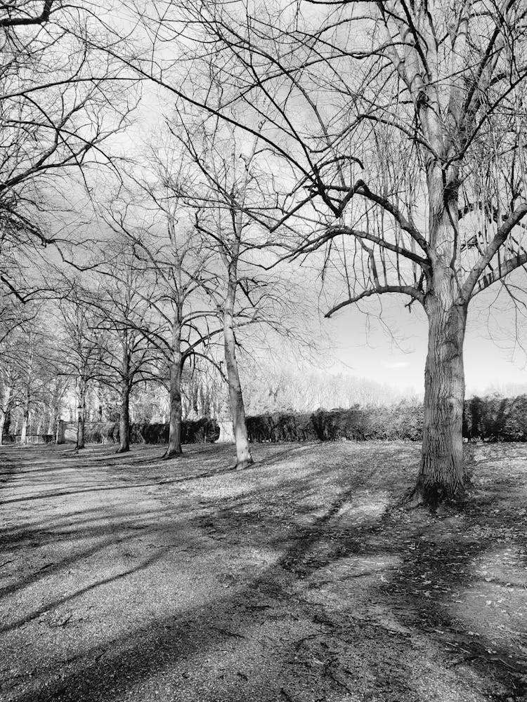 Row Of Trees By A Path In Black And White