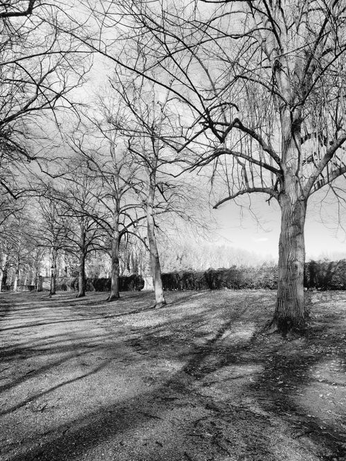 Free A tranquil park path lined with leafless trees in a black and white winter scene. Stock Photo