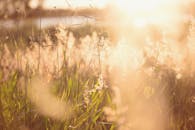 一片宁静的草地，阳光明媚，野花盛开，柔和的焦点唤起一个宁静的夏日早晨