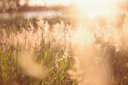 一片宁静的草地，阳光明媚，野花盛开，柔和的焦点唤起一个宁静的夏日早晨