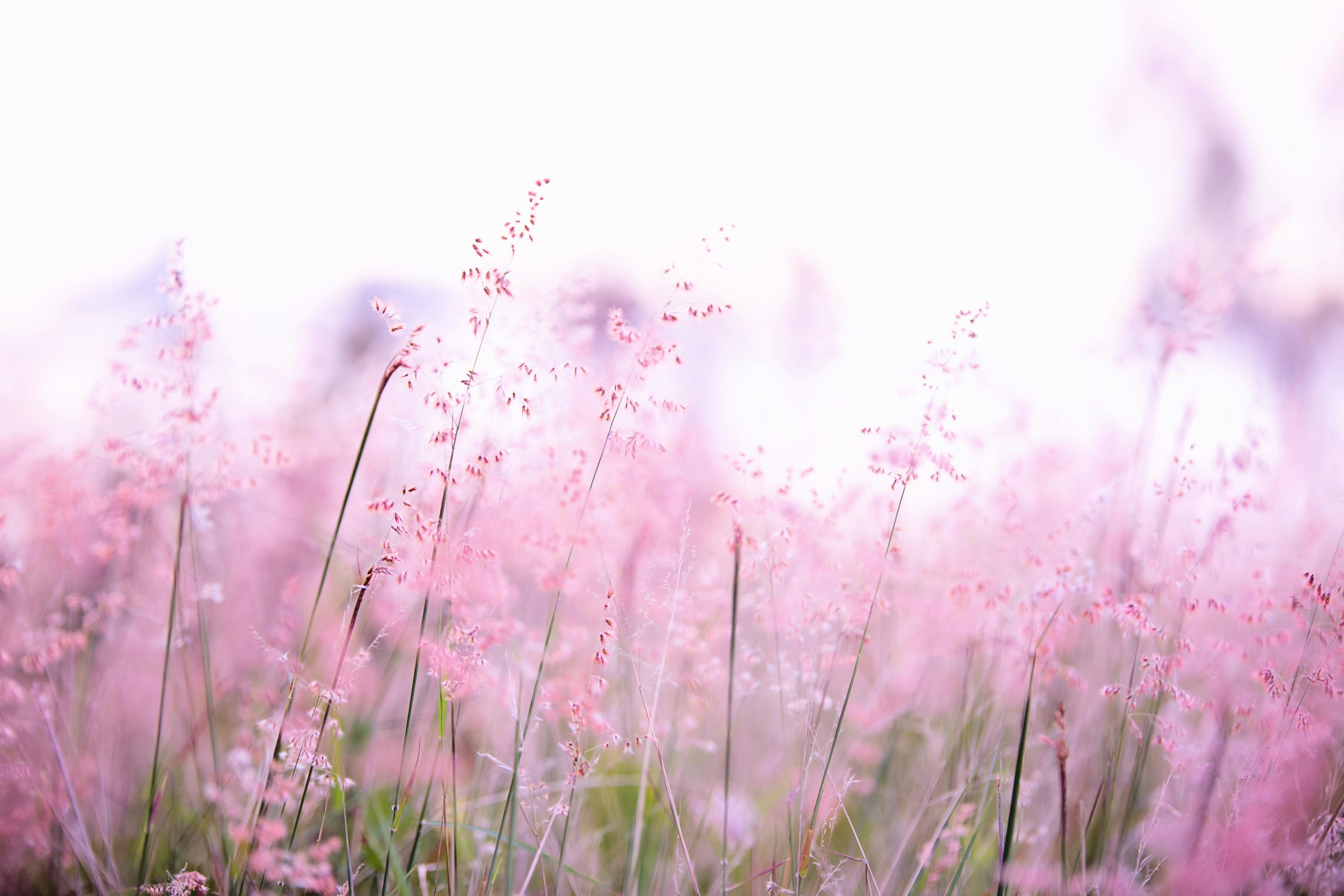 field of pink flowers wallpaper