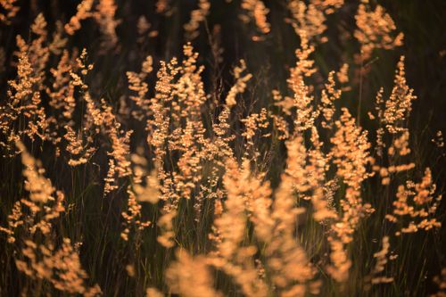 Free Soft focus of golden grasses swaying in the sunset light, creating a serene atmosphere. Stock Photo