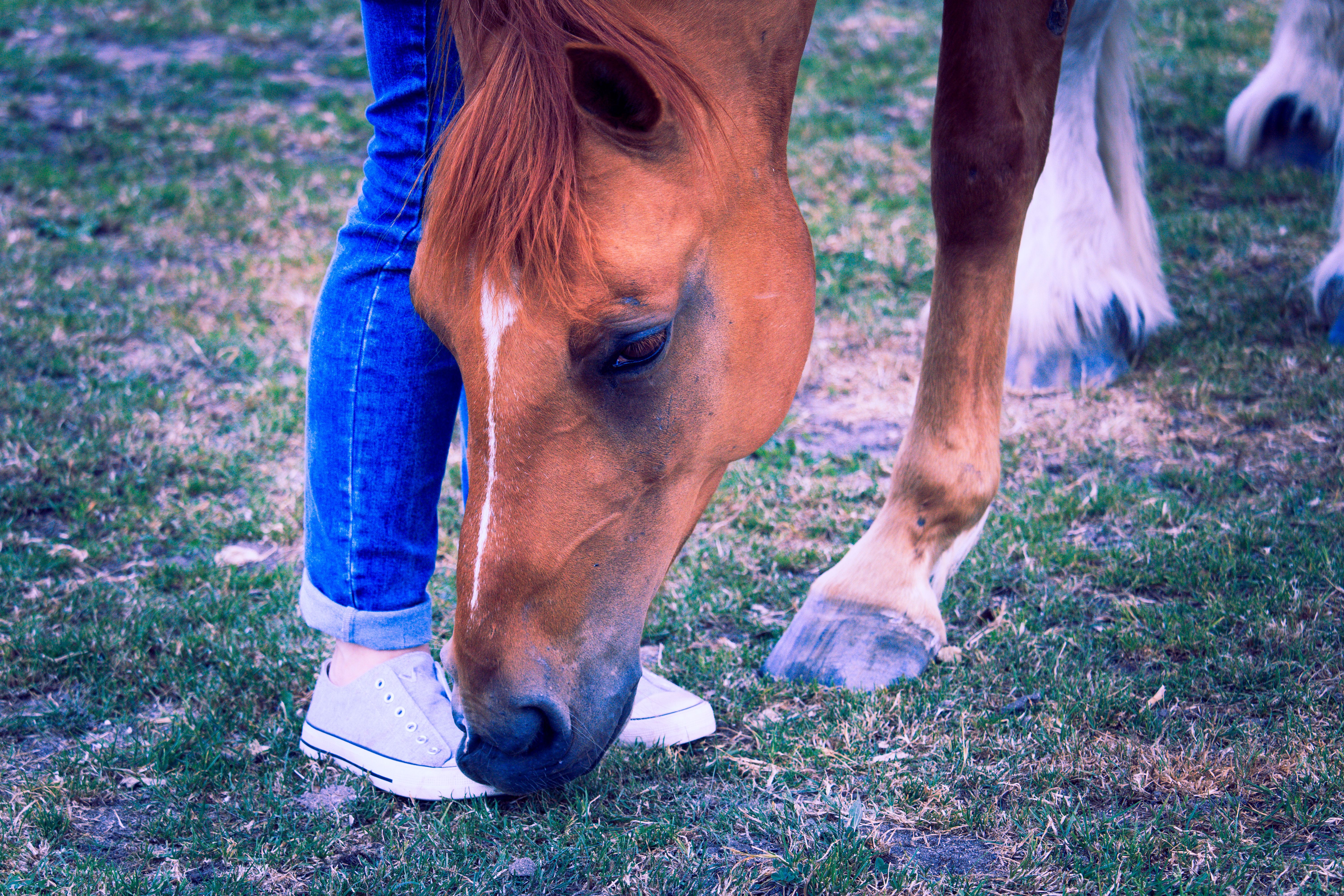 understanding horse hoof anatomy