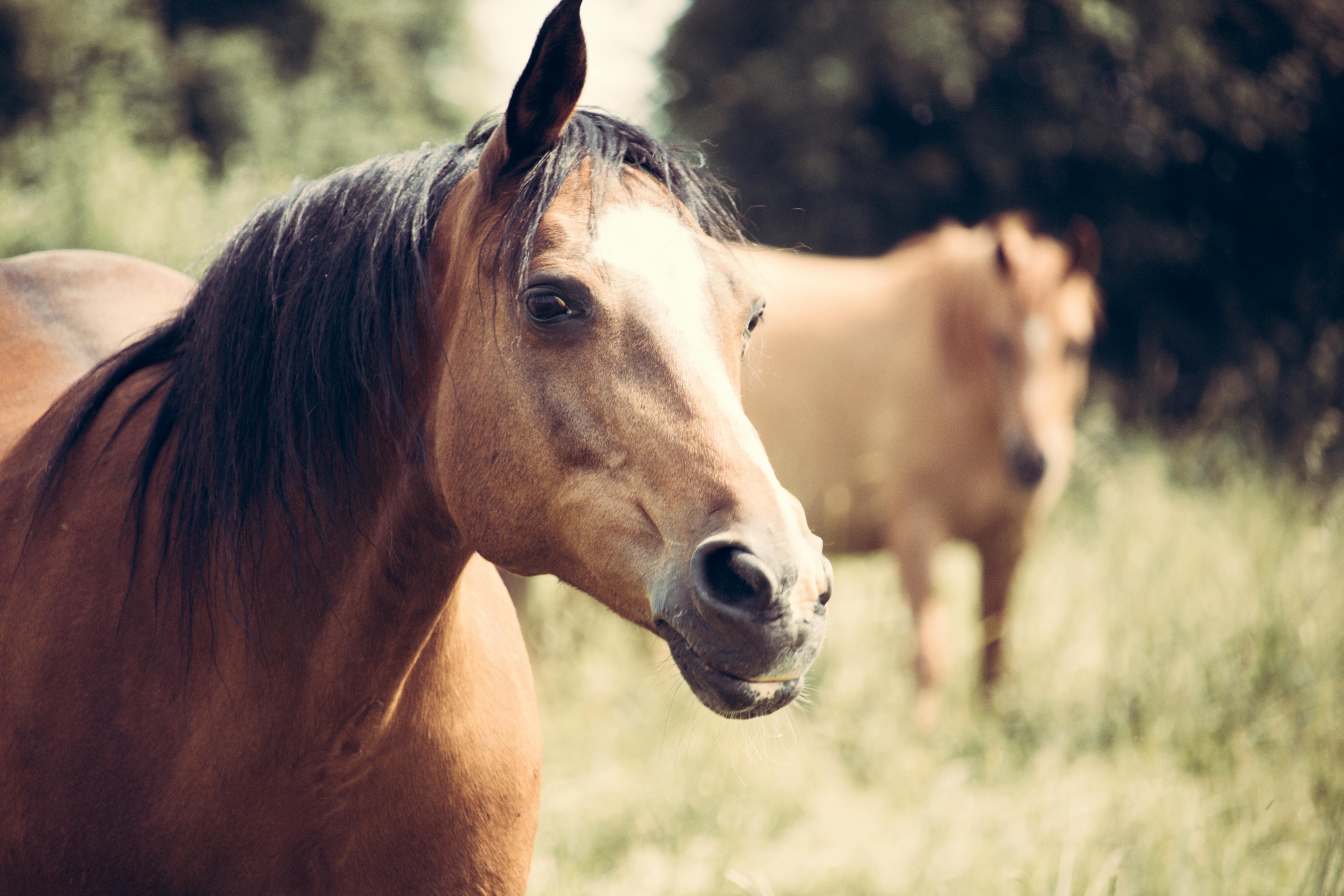 100 Beautiful Horses Wallpapers  Wallpaperscom