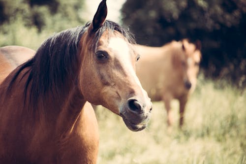 Выборочный фокус фото коричневой лошади