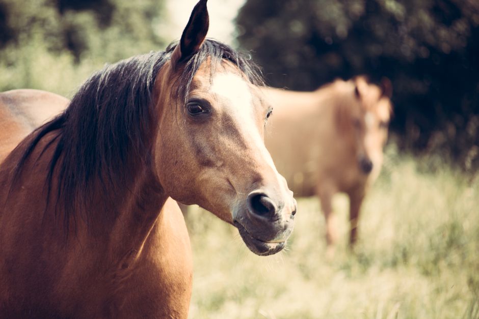 outlaw equine supplements