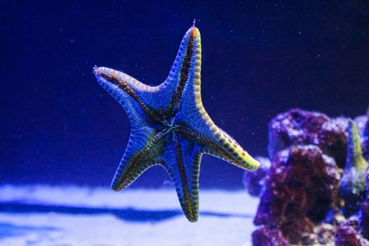 starfish photo