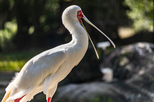 White Bird on Black Rock