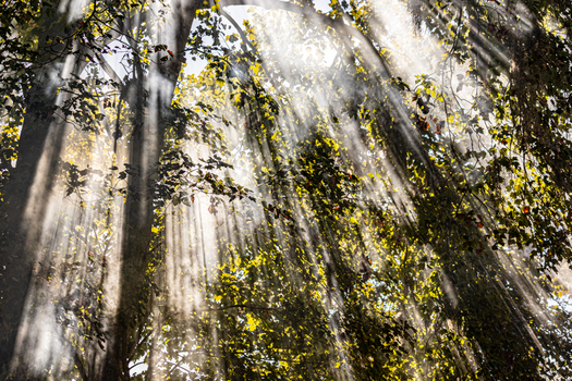 Serene forest scene with sunlight filtering through leafy canopy.