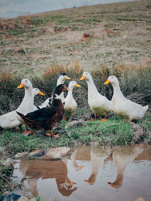 Kostenloses Stock Foto zu domestizierte enten, natur, niedlich