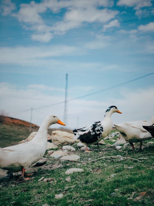 Kostenloses Stock Foto zu gras, hausenten, haustier