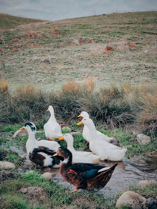 Kostenloses Stock Foto zu enten, gras, mobile wallpaper