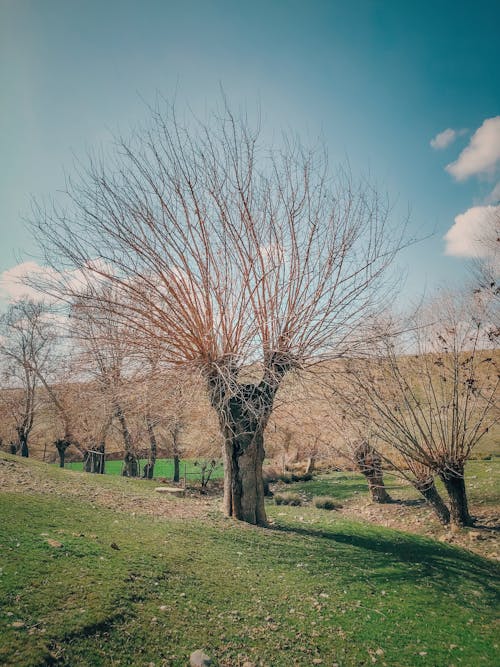 Kostenloses Stock Foto zu blauer himmel, draußen, entlaubten bäumen