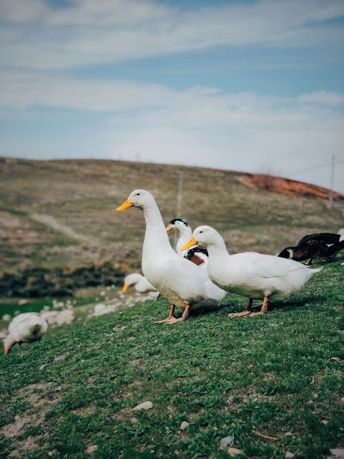 Kostenloses Stock Foto zu außerorts, enten, gans