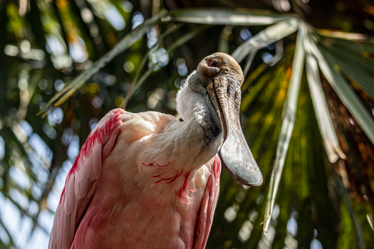 Portrait of Spoonbill