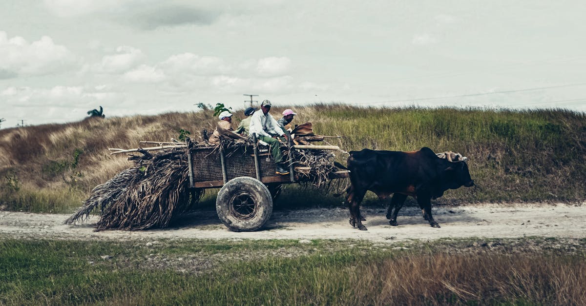 How much does a cow weigh at slaughter