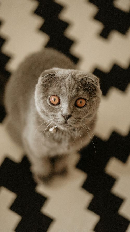 Free Adorable Scottish Fold cat with orange eyes sitting on a geometric patterned floor. Stock Photo