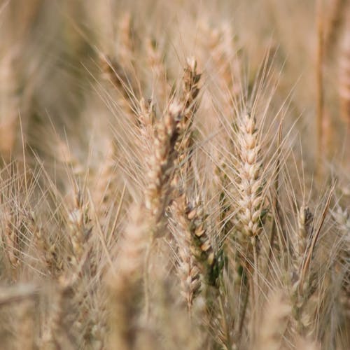 Immagine gratuita di avvicinamento, campo di grano, erba di grano