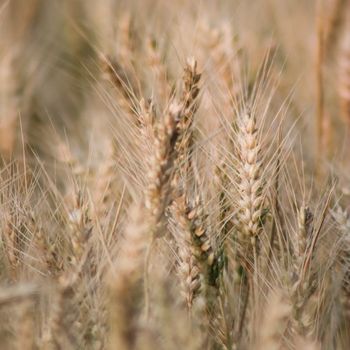 Wheat Squares Wheat Squares Wholesome Cereal