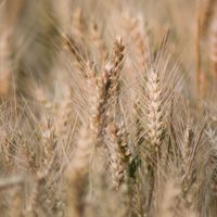 Wheat stalks in sunlight, photo by Evi on Pexels